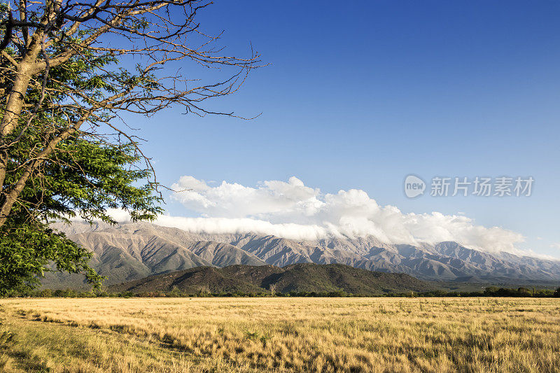 牲畜田，在潮湿的Pampa, Córdoba，阿根廷优良的天然牧场。